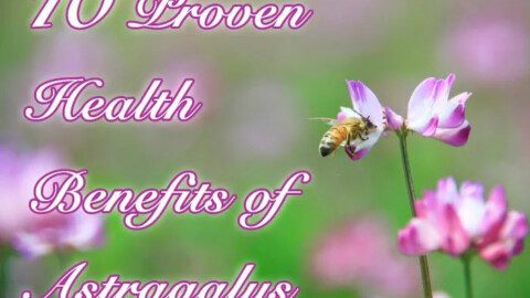10 Proven Health Benefits of Astragalus